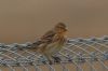 Twite at Wallasea Island (RSPB) (Tim Bourne) (40776 bytes)