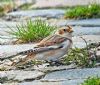 Snow Bunting at Thorpe Bay Seafront (Paul Baker) (120587 bytes)