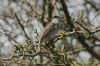 Blackcap at Wat Tyler Country Park (Richard Howard) (121668 bytes)