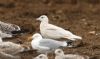 Larus sp. at Private site with no public access (Steve Arlow) (95983 bytes)