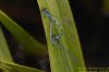 Azure Damselfly at Wat Tyler Country Park (Richard Howard) (38936 bytes)