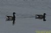 Black Brant at Wallasea Island (RSPB) (Richard Howard) (44831 bytes)