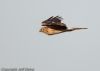 Hen Harrier at Wallasea Island (RSPB) (Jeff Delve) (17391 bytes)