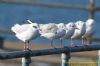 Mediterranean Gull at Gunners Park (Richard Howard) (55572 bytes)