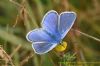 Common Blue at West Canvey Marsh (RSPB) (Richard Howard) (67222 bytes)