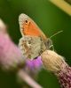 Small Heath at Bowers Marsh (RSPB) (Graham Oakes) (60077 bytes)