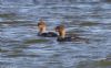 Red-breasted Merganser at Wallasea Island (RSPB) (Jeff Delve) (72671 bytes)