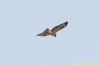 Buzzard at Wakering Common (Richard Howard) (37531 bytes)