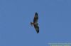 Osprey at Potton Creek (Richard Howard) (33066 bytes)