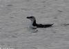 Razorbill at Canvey Point (Jeff Delve) (46753 bytes)