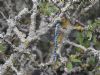 Southern Migrant Hawker at Bowers Marsh (RSPB) (Graham Ryland) (110100 bytes) Southern Migrant Hawker at Bowers Marsh (RSPB) (Graham Ryland) (110100 bytes)