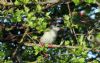 Blackcap at Vange Marsh (RSPB) (Vince Kinsler) (87172 bytes)