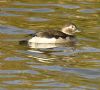 Long-tailed Duck at Two Tree Island (East) (Graham Oakes) (87761 bytes) Long-tailed Duck at Two Tree Island (East) (Graham Oakes) (87761 bytes)