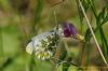 Orange-tip at Canvey Wick (Richard Howard) (96543 bytes)