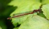 Large Red Damselfly at Bowers Marsh (RSPB) (Graham Oakes) (47819 bytes)