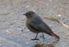 Black Redstart at Wallasea Island (RSPB) (Jeff Delve) (62761 bytes)
