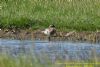 Garganey at West Canvey Marsh (RSPB) (Richard Howard) (101941 bytes)