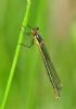 Scarce Emerald Damselfly at Canvey Way (Graham Oakes) (36696 bytes)