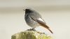 Black Redstart at Thorpe Bay (Steve Arlow) (40326 bytes)