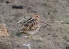 Snipe at Lower Raypits (Jeff Delve) (91031 bytes) Snipe at Lower Raypits (Jeff Delve) (91031 bytes)
