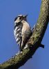 Lesser Spotted Woodpecker at Hockley Woods (Jeff Delve) (55111 bytes) Lesser Spotted Woodpecker at Hockley Woods (Jeff Delve) (55111 bytes)