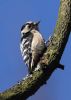 Lesser Spotted Woodpecker at Hockley Woods (Jeff Delve) (55111 bytes)