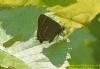 White-letter Hairstreak at Benfleet Downs (Richard Howard) (69374 bytes)