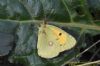 Clouded Yellow at Gunners Park (Richard Howard) (71054 bytes)