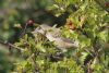 Barred Warbler at Gunners Park (Mike Bailey) (90523 bytes) Barred Warbler at Gunners Park (Mike Bailey) (90523 bytes)