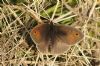 Meadow Brown at Benfleet Downs (Richard Howard) (99487 bytes)