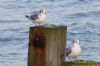 Kittiwake at Southend Pier (Richard Howard) (96680 bytes)