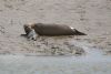 Common Seal at River Roach (Graham Mee) (68156 bytes)