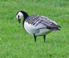 Barnacle Goose at West Canvey Marsh (RSPB) (Graham Oakes) (137834 bytes) Barnacle Goose at West Canvey Marsh (RSPB) (Graham Oakes) (137834 bytes)