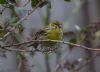 Serin at Gunners Park (Jeff Delve) (53477 bytes)