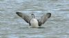 Great Northern Diver at South Fambridge (Steve Arlow) (57645 bytes) Great Northern Diver at South Fambridge (Steve Arlow) (57645 bytes)