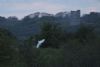Barn Owl at Two Tree Island (West) (Matt Bruty) (33621 bytes)