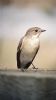 Pied Flycatcher at Wallasea Island (RSPB) (Neil Chambers) (32545 bytes) Pied Flycatcher at Wallasea Island (RSPB) (Neil Chambers) (32545 bytes)