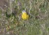 flava wagtail at Wallasea Island (RSPB) (Jeff Delve) (91884 bytes) flava wagtail at Wallasea Island (RSPB) (Jeff Delve) (91884 bytes)