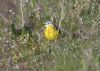 flava wagtail at Wallasea Island (RSPB) (Jeff Delve) (91884 bytes)