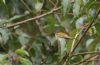 Firecrest at Priory Park (Steve Arlow) (54515 bytes) Firecrest at Priory Park (Steve Arlow) (54515 bytes)
