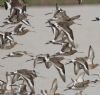 Black-tailed Godwit at Vange Marsh (RSPB) (Jeff Delve) (70847 bytes) Black-tailed Godwit at Vange Marsh (RSPB) (Jeff Delve) (70847 bytes)
