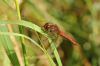 Ruddy Darter at Bowers Marsh (RSPB) (Richard Howard) (46015 bytes)