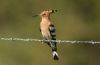 Hoopoe at West Canvey Marsh (RSPB) (Steve Arlow) (48310 bytes)