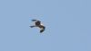 Red Kite at Rochford (Steve Arlow) (135705 bytes) Red Kite at Rochford (Steve Arlow) (135705 bytes)