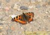 Small Tortoiseshell at Gunners Park (Richard Howard) (148491 bytes)