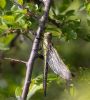 Hairy Dragonfly at Bowers Marsh (RSPB) (Jeff Delve) (85636 bytes)