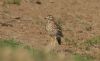 Stone Curlew at Lower Raypits (Steve Arlow) (53650 bytes) Stone Curlew at Lower Raypits (Steve Arlow) (53650 bytes)