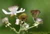 White-letter Hairstreak at Benfleet Downs (Richard Howard) (54946 bytes)