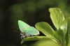 Green Hairstreak at Canvey Wick (Tim Bourne) (36319 bytes)