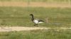 Pale-bellied Brent Goose at Fleet Head (Steve Arlow) (37514 bytes)